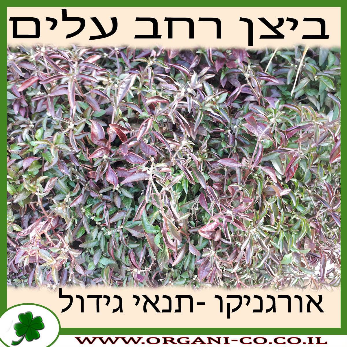 ביצן רחב עלים גידול צמח