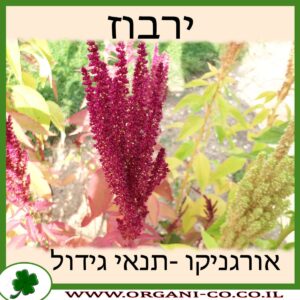 ירבוז גידול צמח