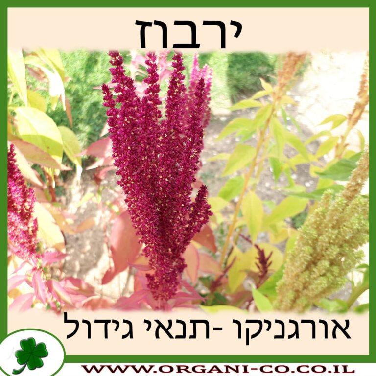 ירבוז ירבוז גידול צמח