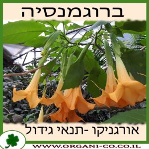 ברוגמנסיה גידול צמח