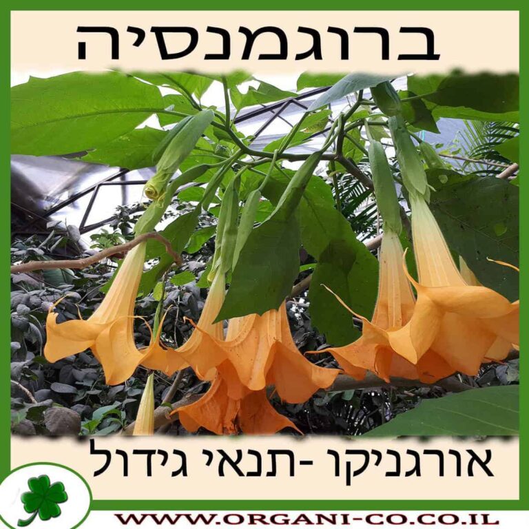 ברוגמנסיה ברוגמנסיה גידול צמח
