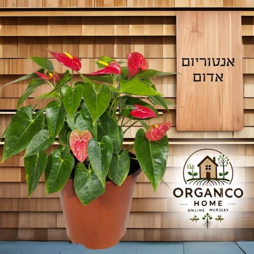 אנטוריום אדום למכירה - מחיר