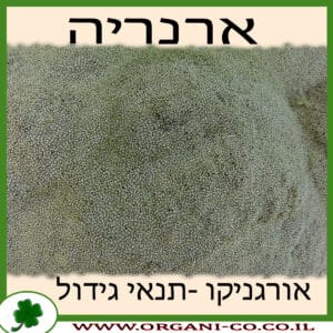 ארנריה גידול צמח
