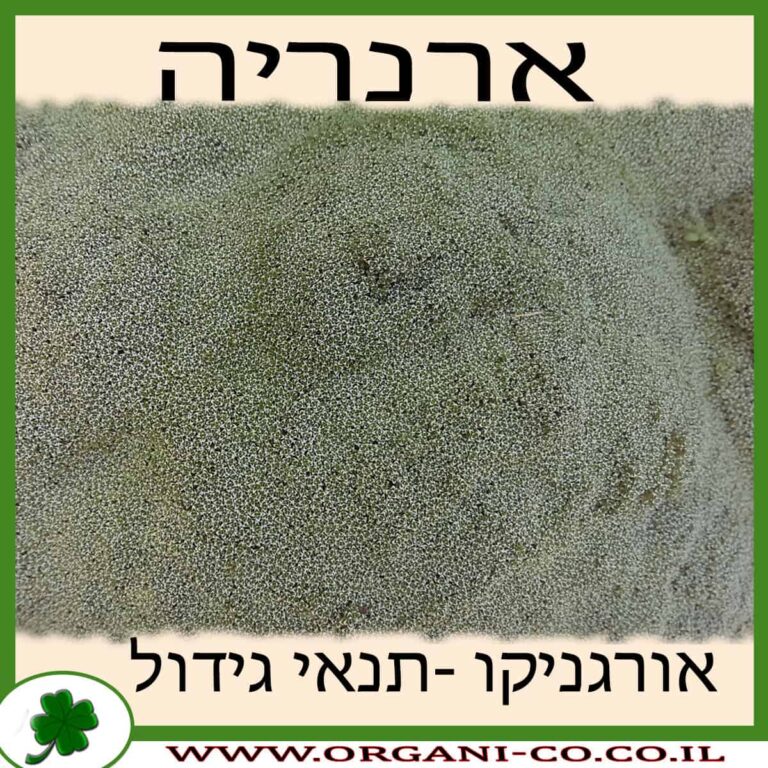 ארנריה גידול צמח