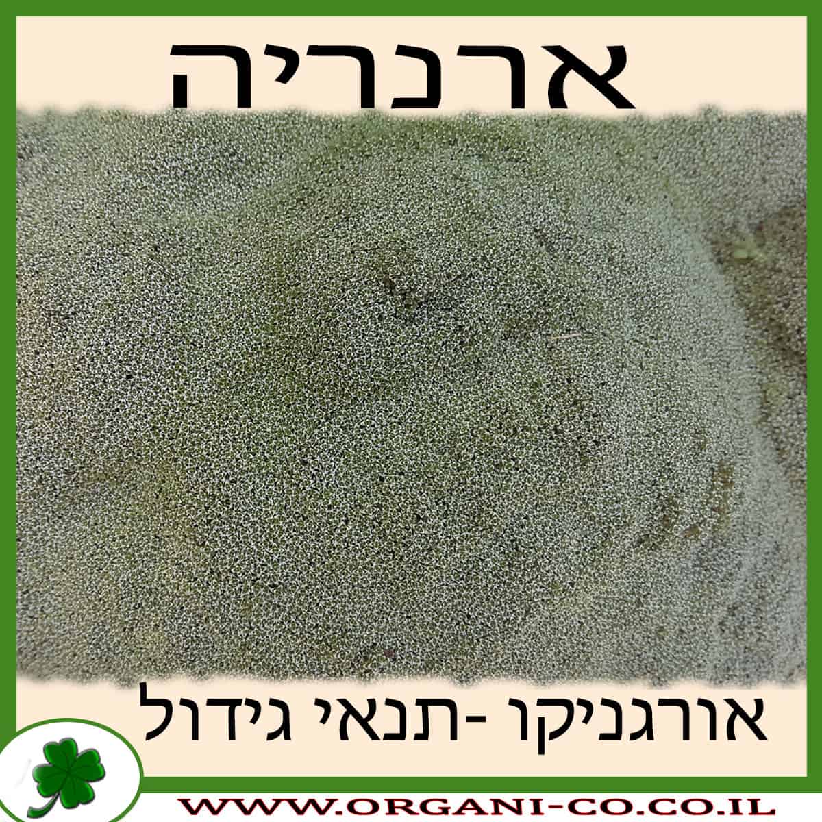 ארנריה גידול צמח