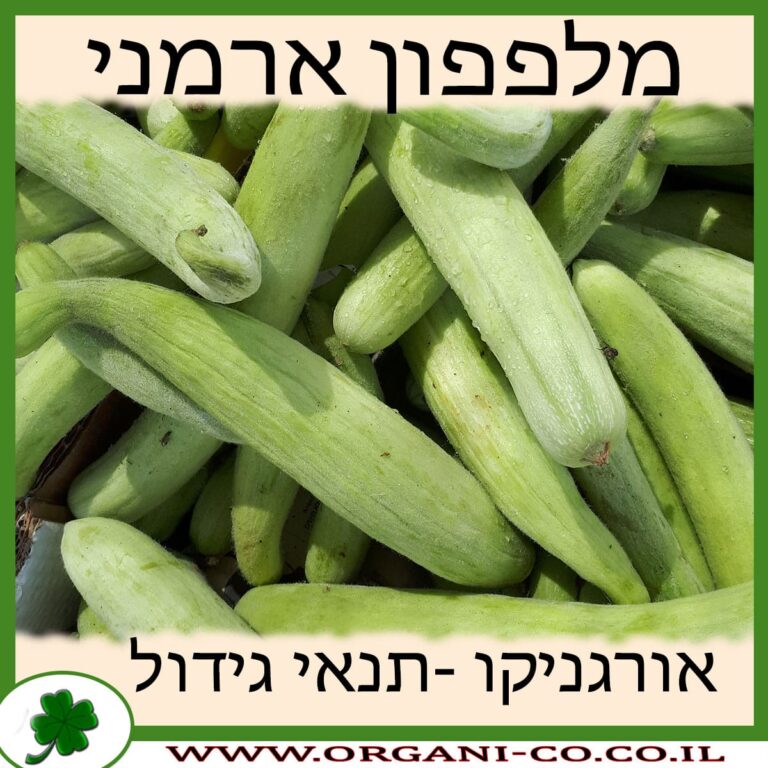 פאקוס פאקוס גידול צמח