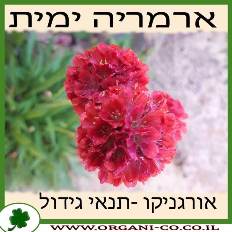 ארמריה ימית ארמריה ימית גידול צמח