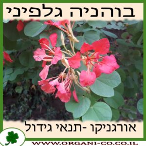 בוהניה גלפיני גידול צמח