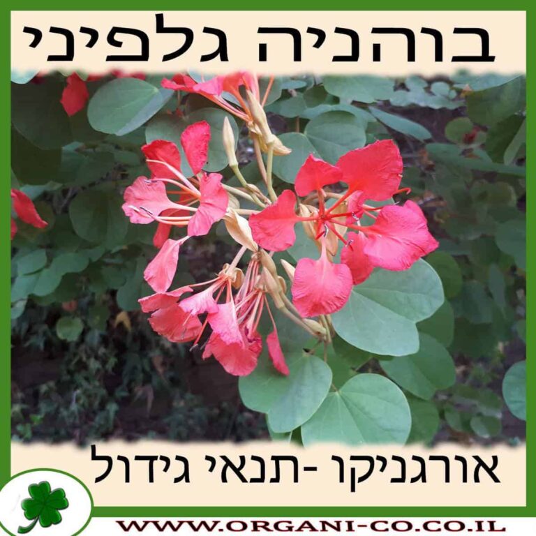 בוהיניה גלפיני בוהניה גלפיני גידול צמח