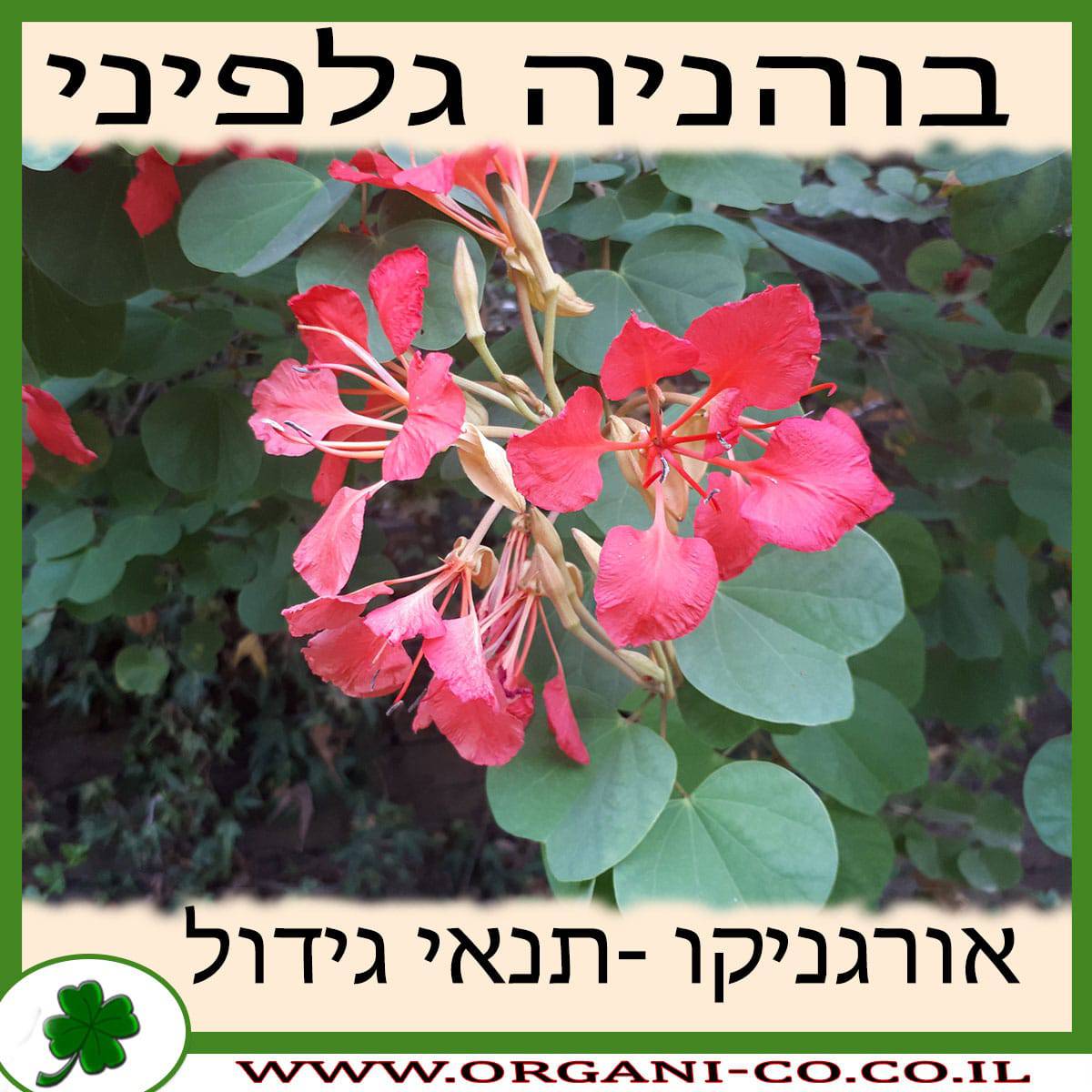 בוהניה גלפיני גידול צמח