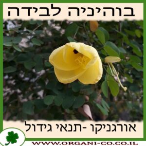 בוהיניה לבידה גידול צמח