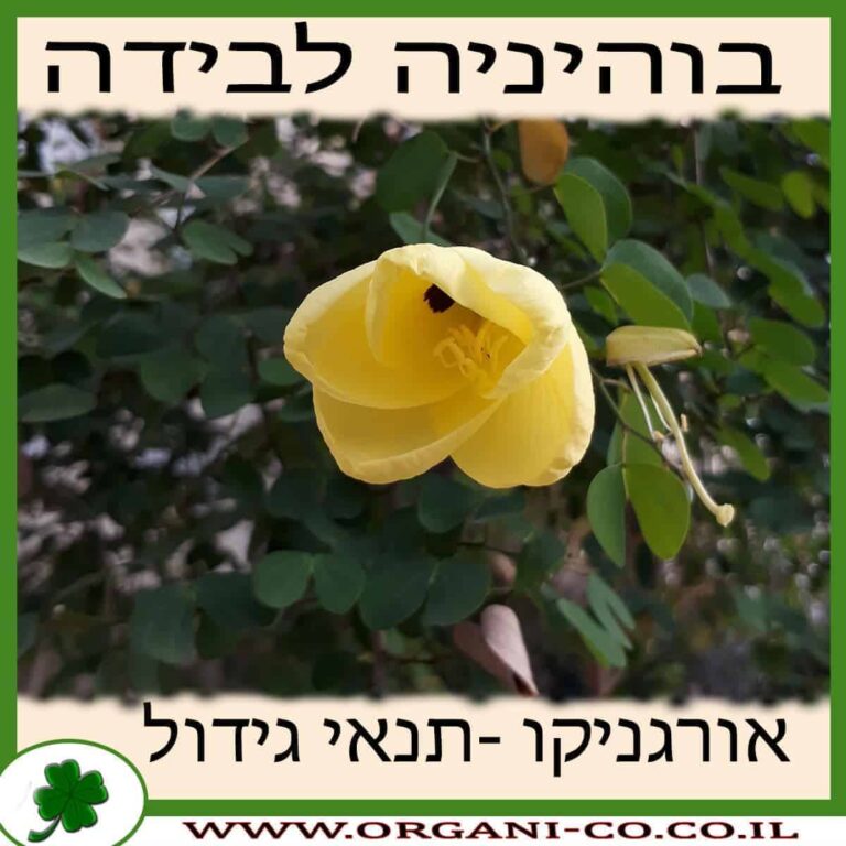 בוהיניה לבידה בוהיניה לבידה גידול צמח