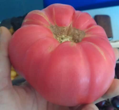 עגבניית ביפסטייק גידול