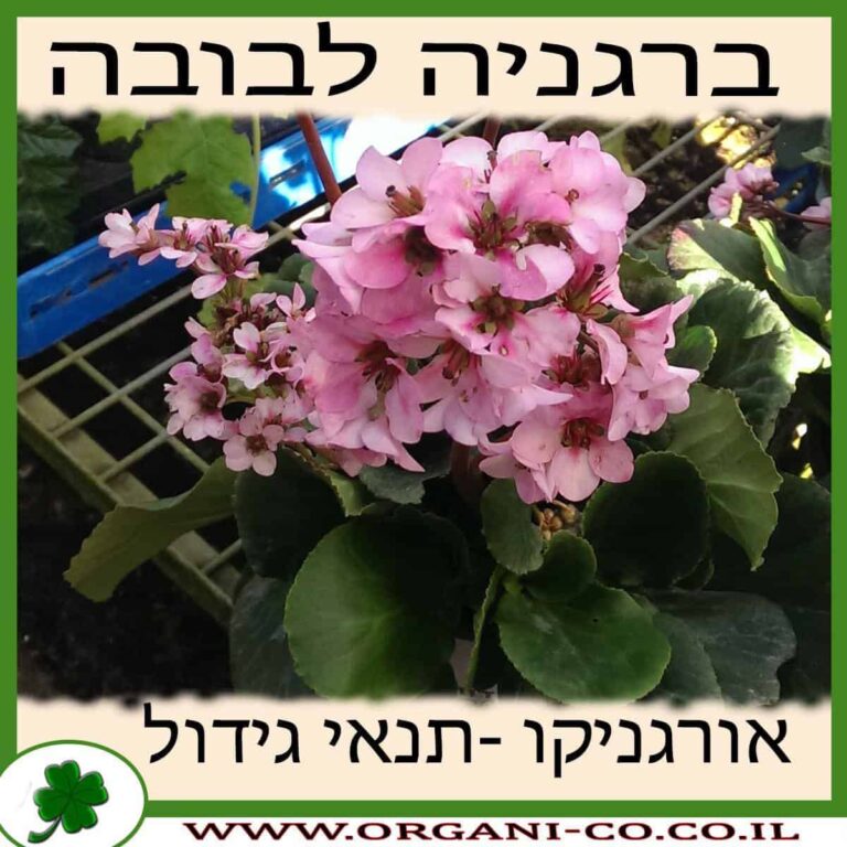 ברגניה לבובה ברגניה לבובה גידול צמח