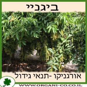 ביגניי גידול צמח