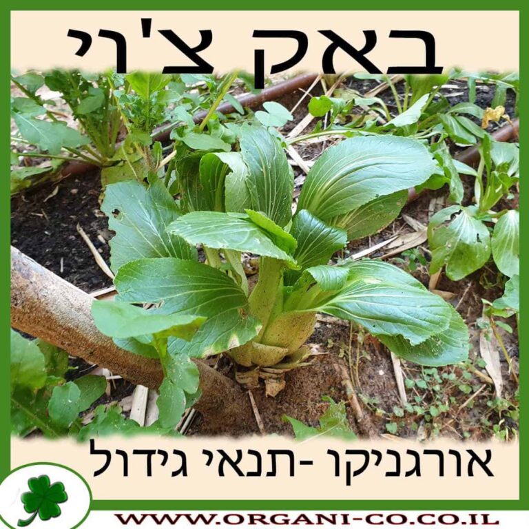 באק צ'וי באק צ'וי גידול צמח