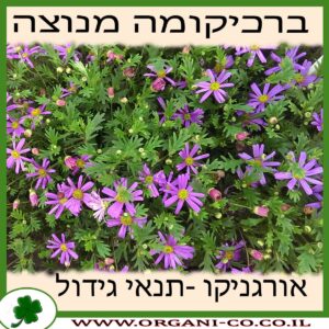 ברכיקומה מנוצה גידול צמח