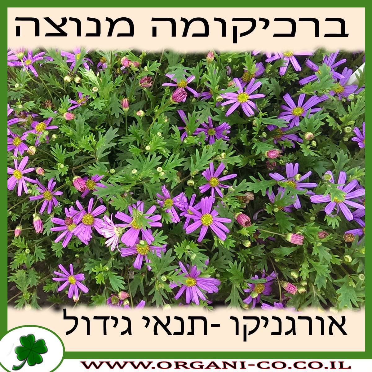 ברכיקומה מנוצה גידול צמח