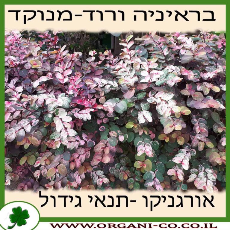 בראיניה ורוד-מנוקד בראיניה ורוד-מנוקד גידול צמח