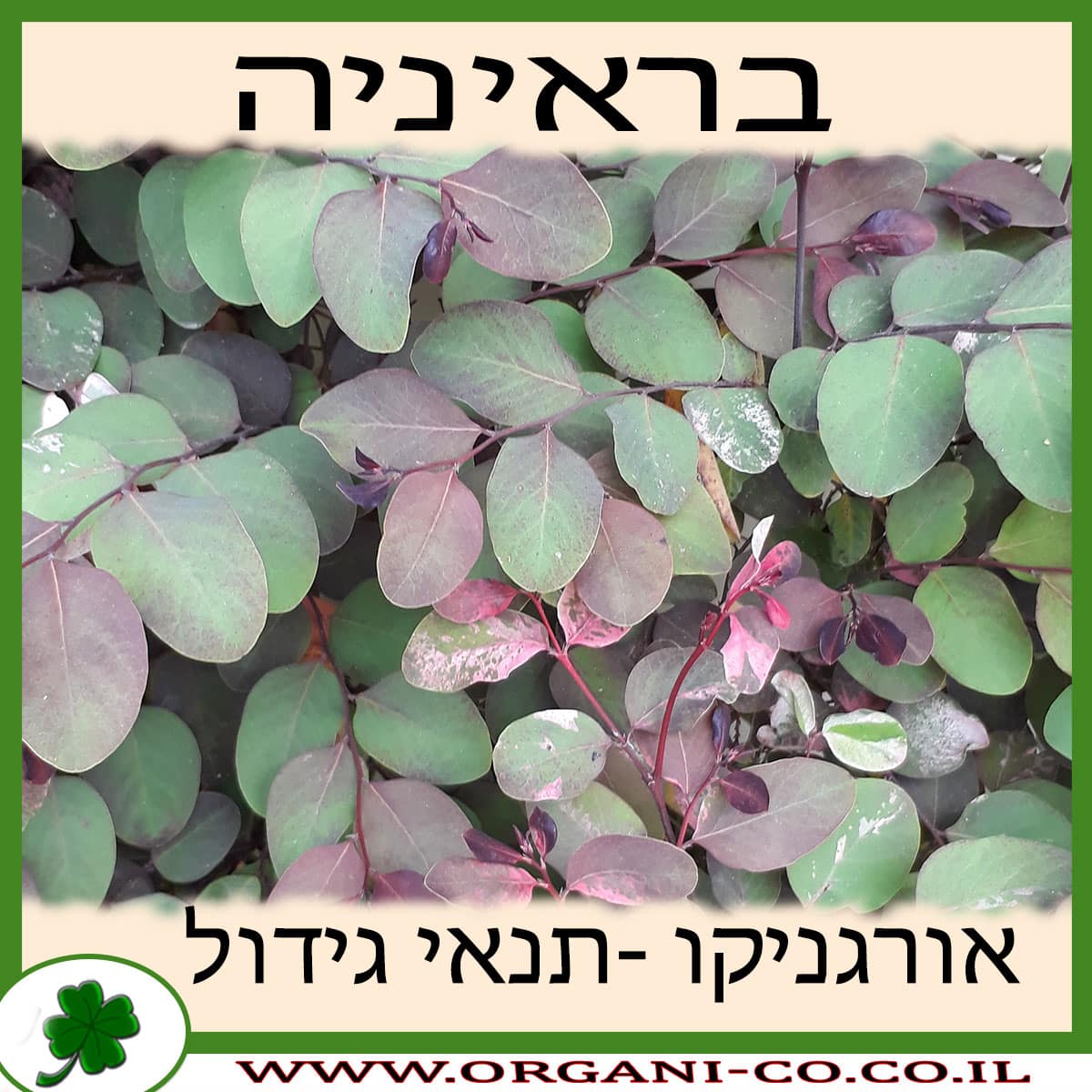 בראיניה גידול צמח