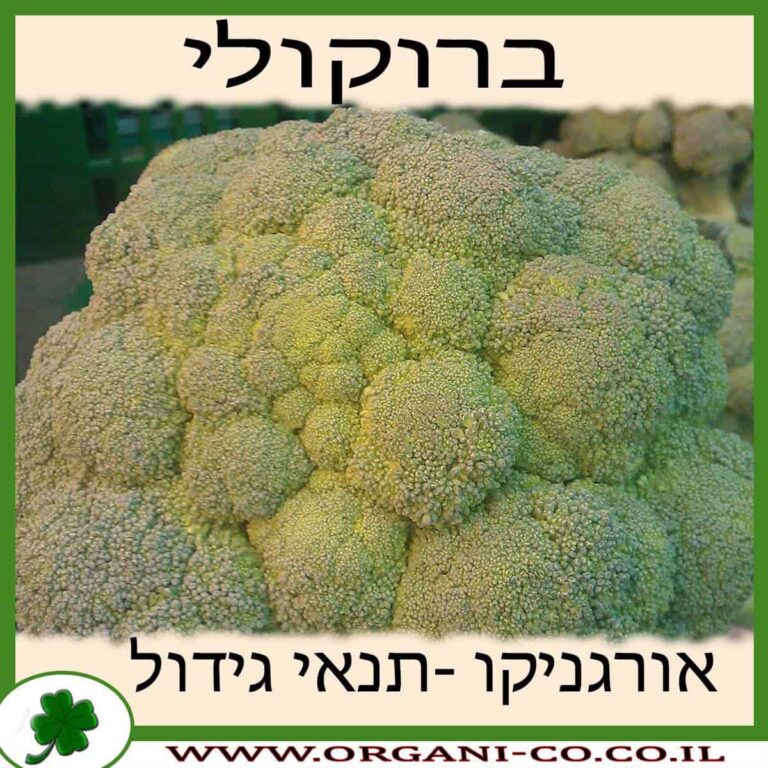 ברוקולי ברוקולי גידול צמח