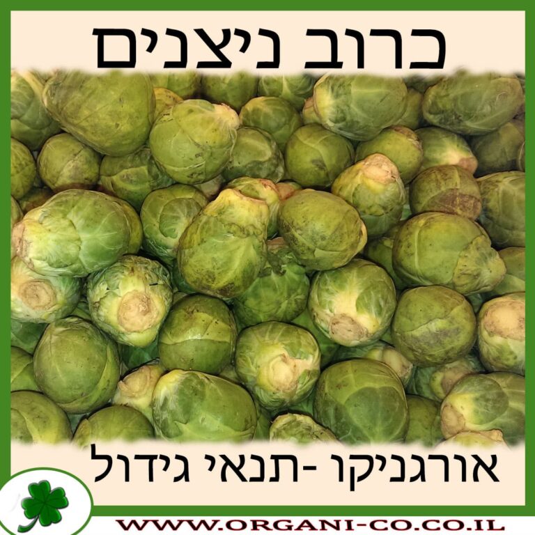 כרוב ניצנים כרוב ניצנים גידול צמח