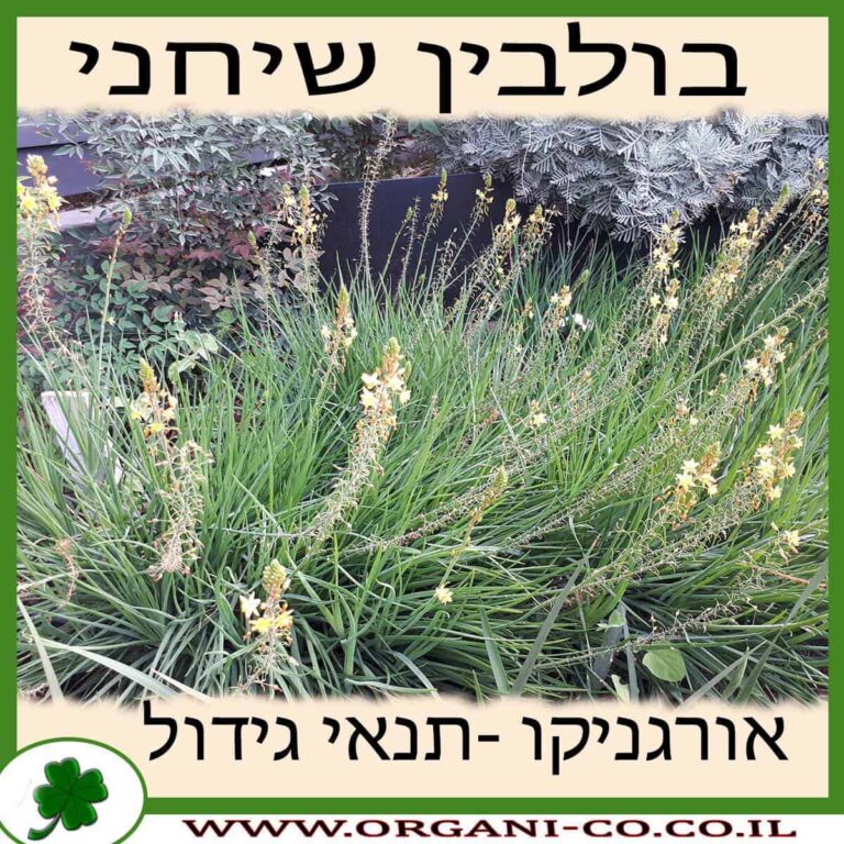 בולבין שיחני בולבין שיחני גידול צמח