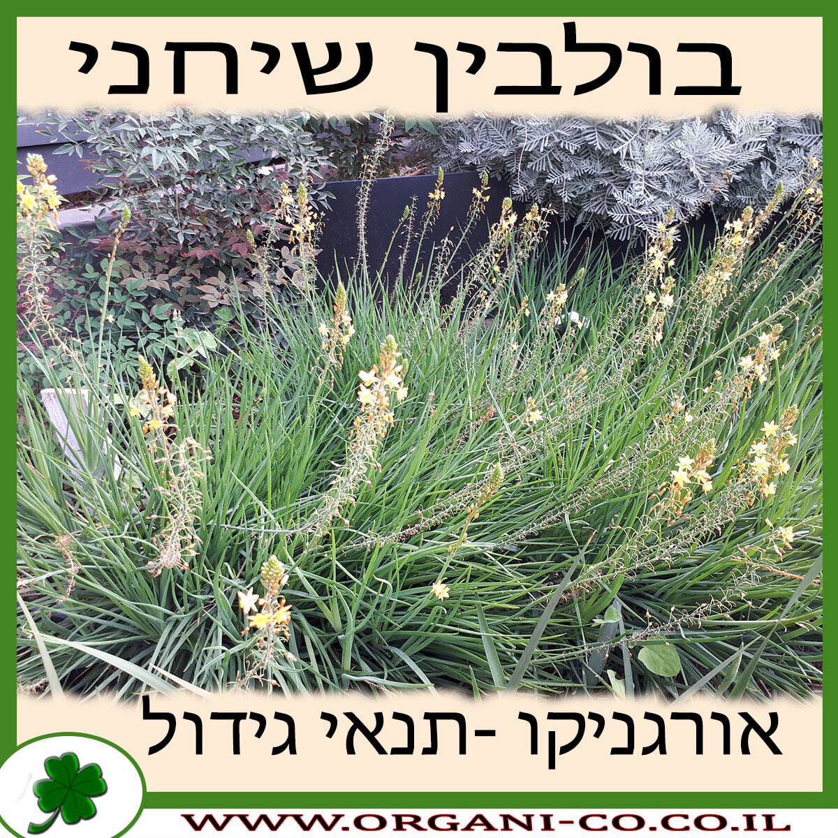 בולבין שיחני גידול צמח