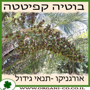 בוטיה קפיטטה גידול צמח