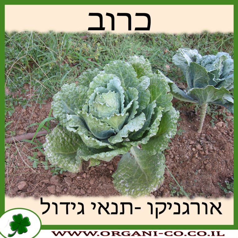 כרוב כרוב גידול צמח