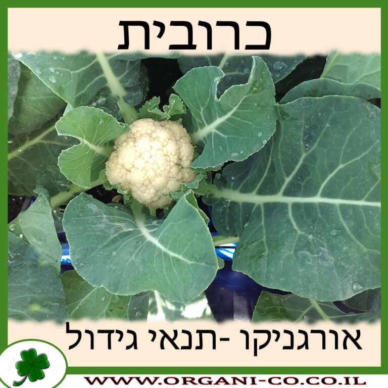 כרובית כרובית גידול צמח