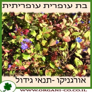 בת עופרית עופריתית גידול צמח