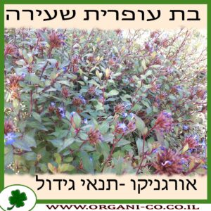 בת עופרית שעירה גידול צמח