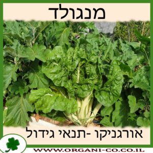 מנגולד גידול צמח