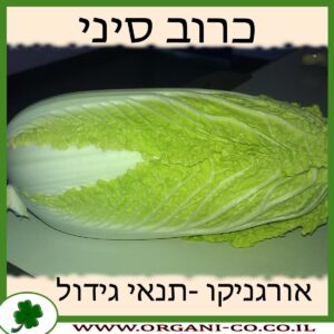 כרוב סיני גידול צמח