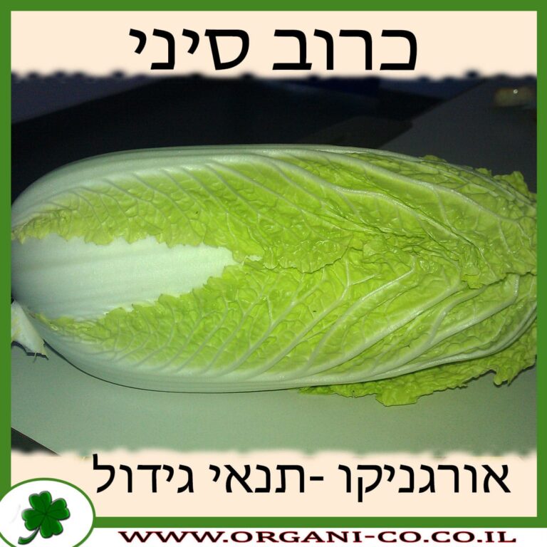 כרוב סיני כרוב סיני גידול צמח