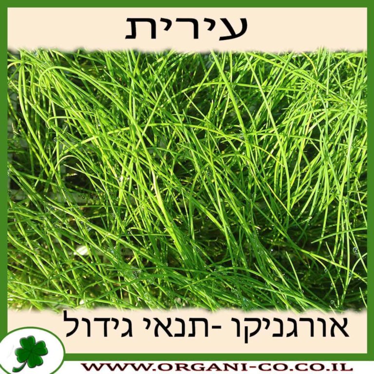 עירית עירית צמח - תנאי גידול