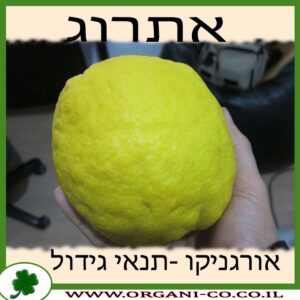 אתרוג גידול צמח