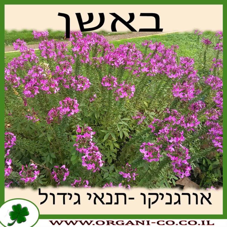 באשן באשן גידול צמח
