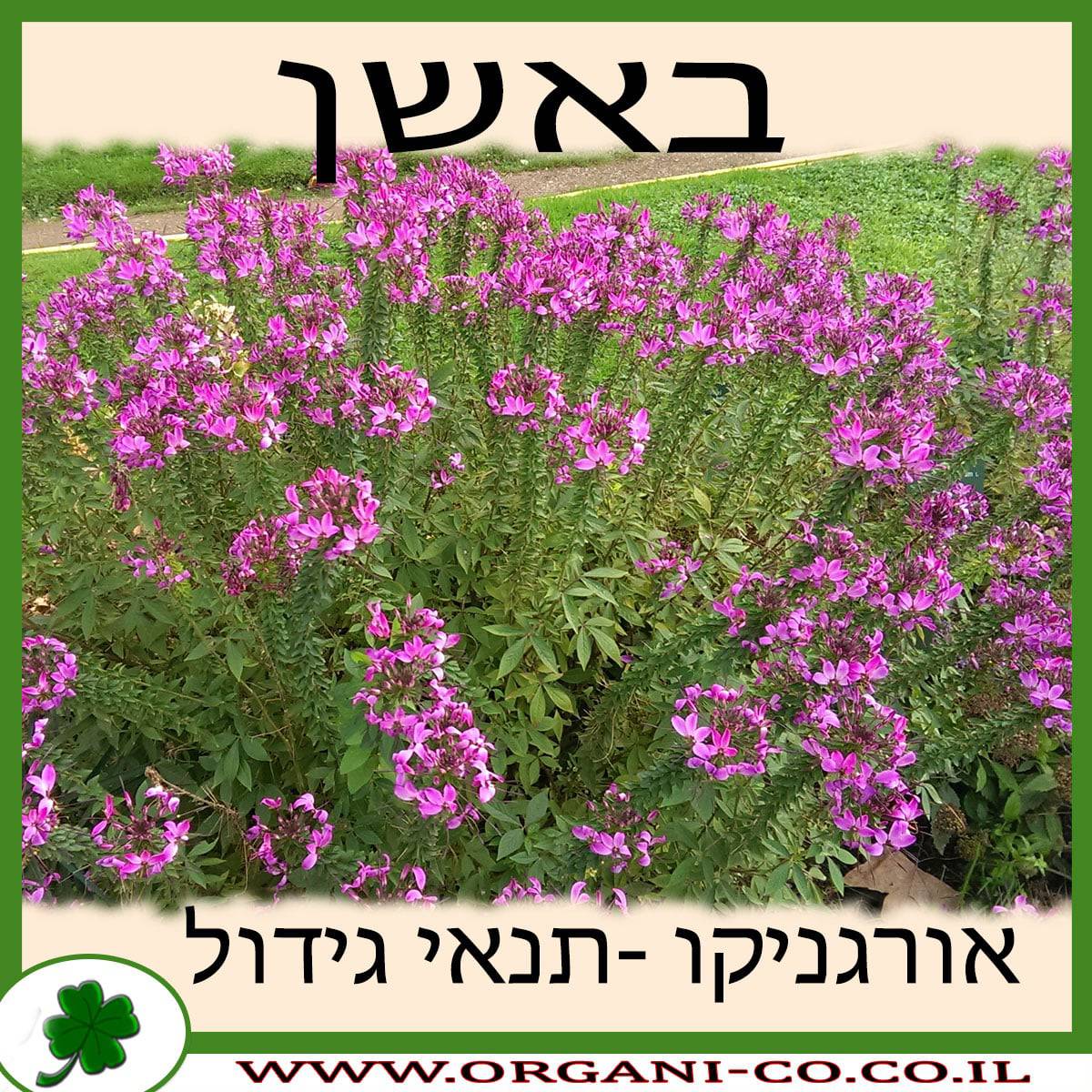 באשן גידול צמח