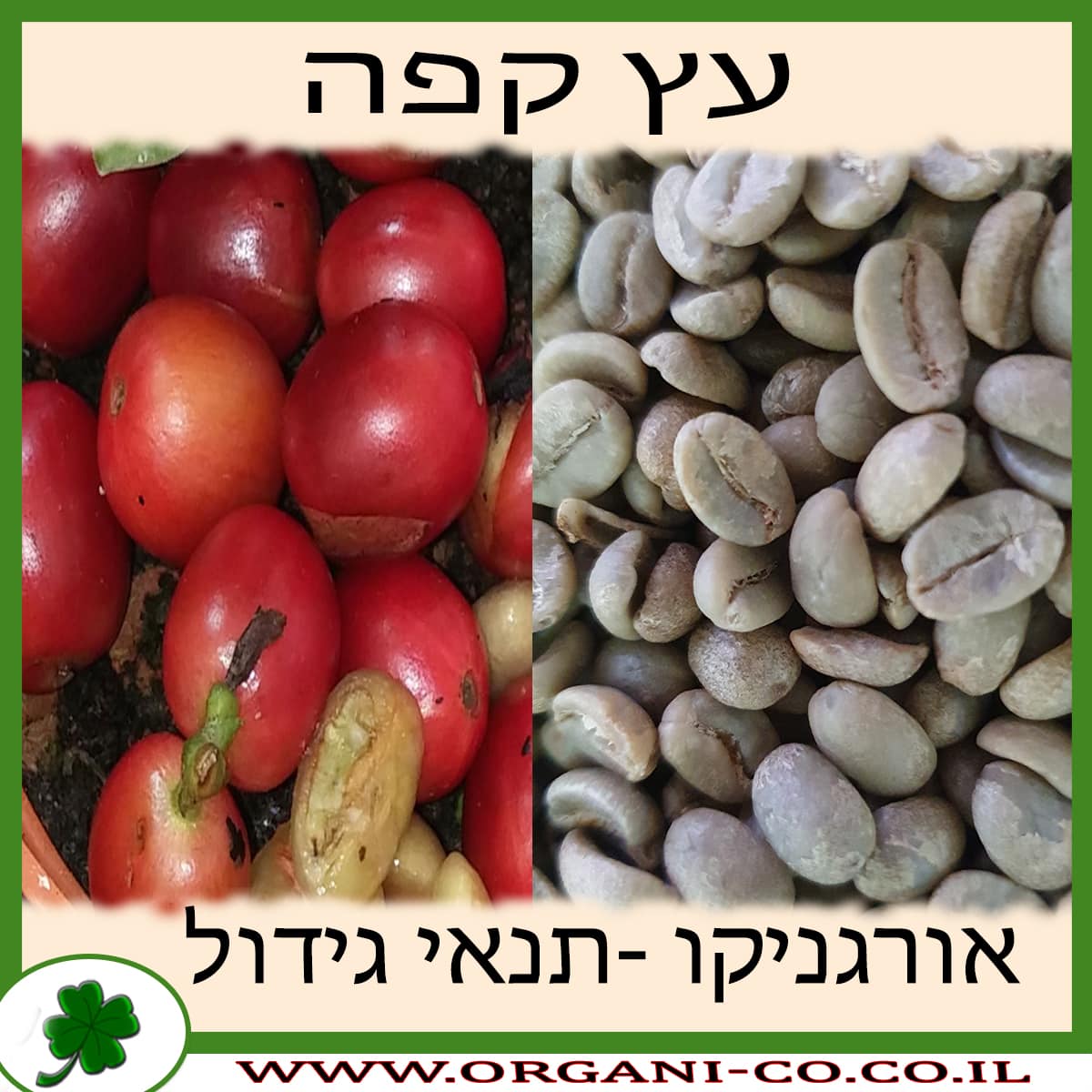 עץ קפה - תנאי גידול