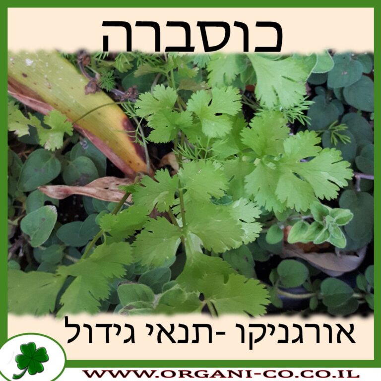כוסברה כוסברה גידול צמח