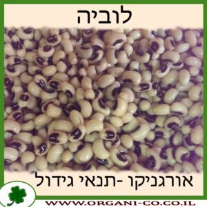 לוביה גידול צמח