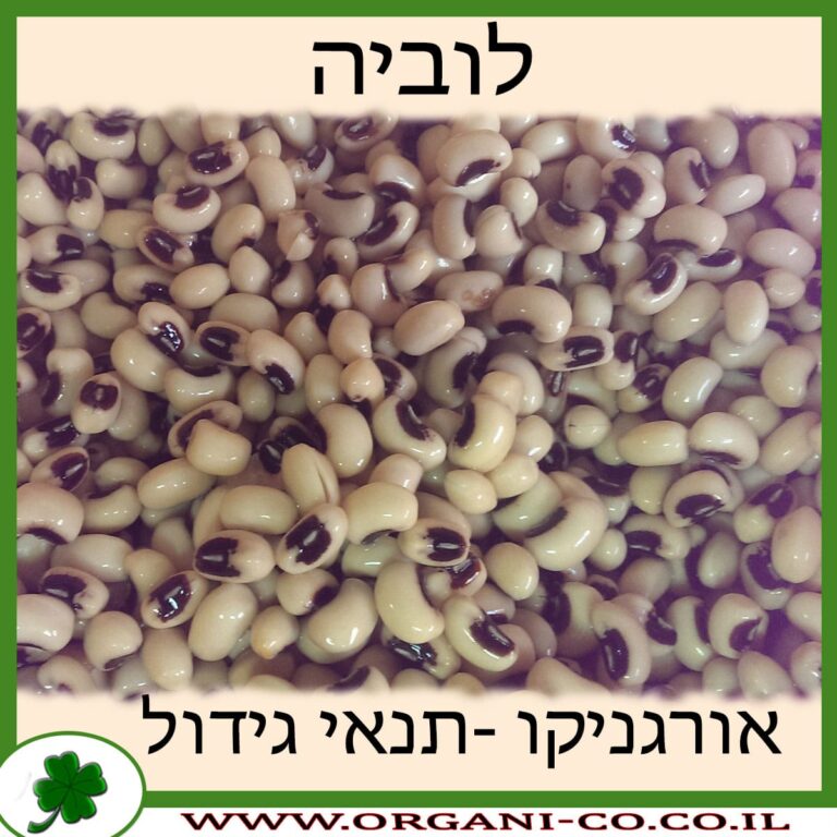 לוביה לוביה גידול צמח