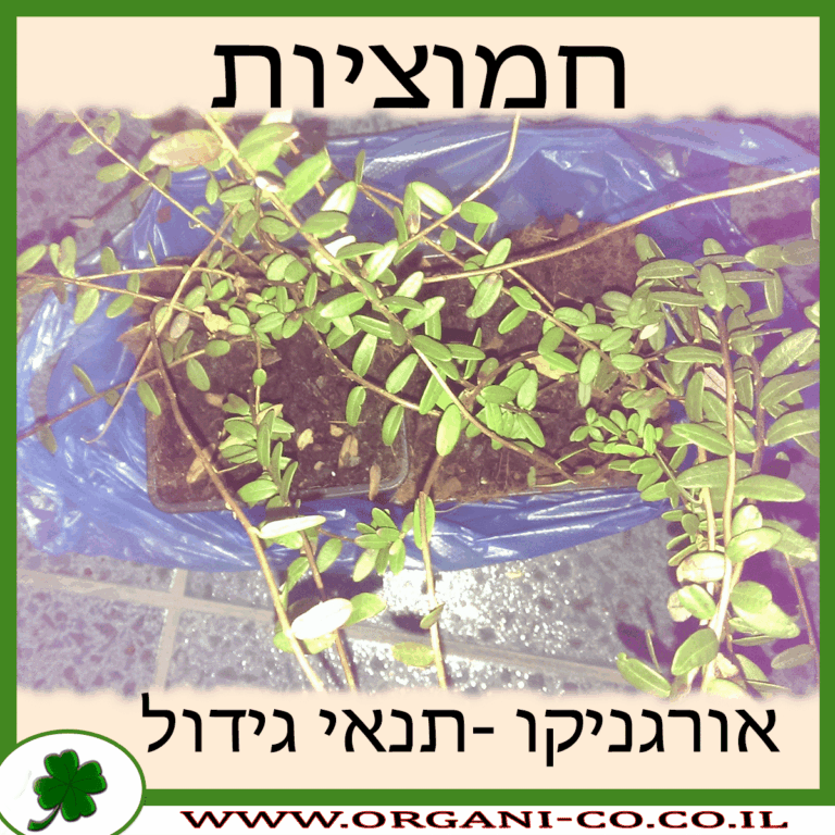 חמוציות צמח חמוציות גידול צמח