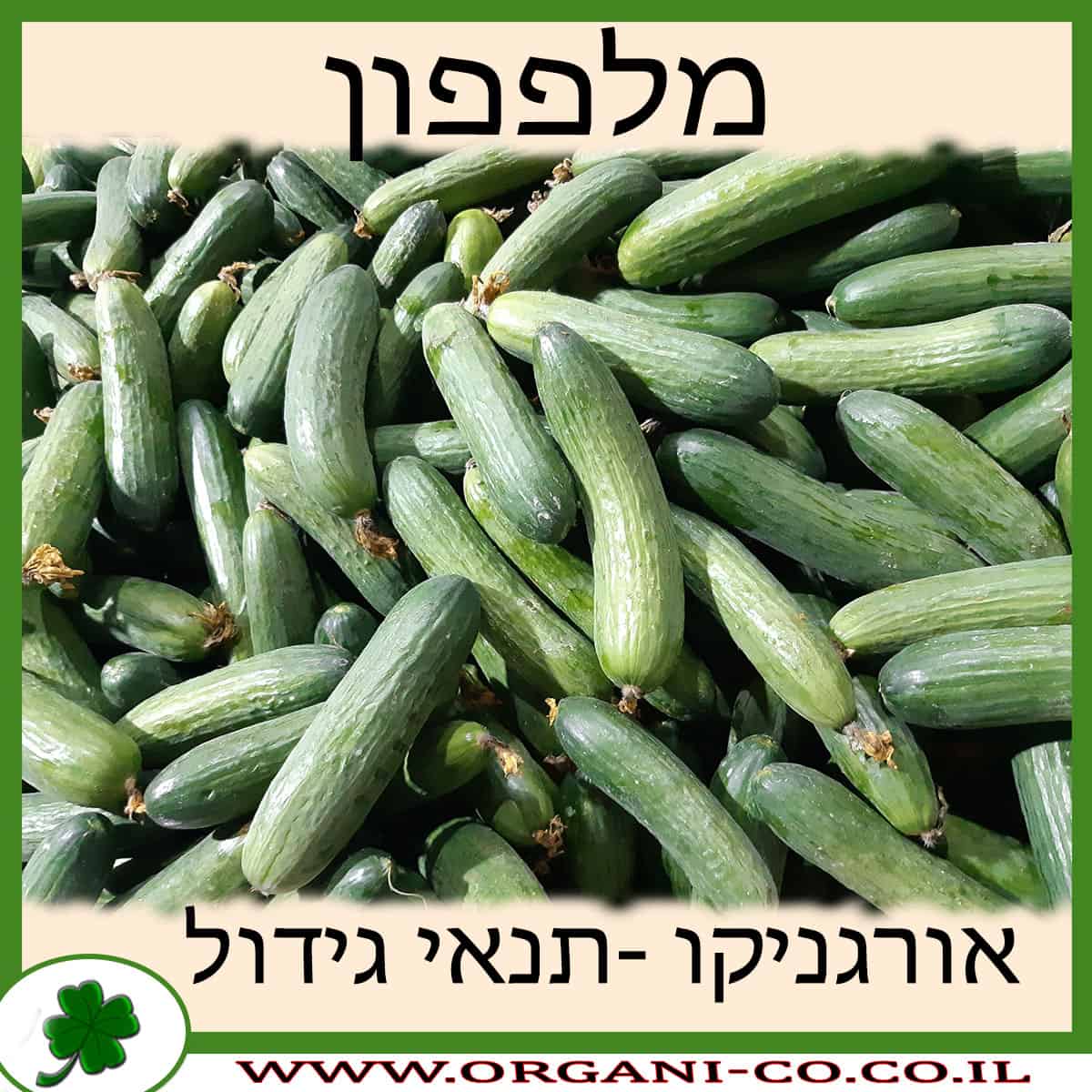 מלפפון גידול צמח