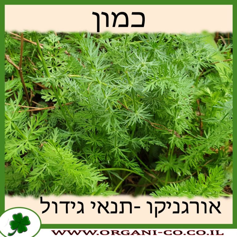 כמון צמח כמון גידול צמח