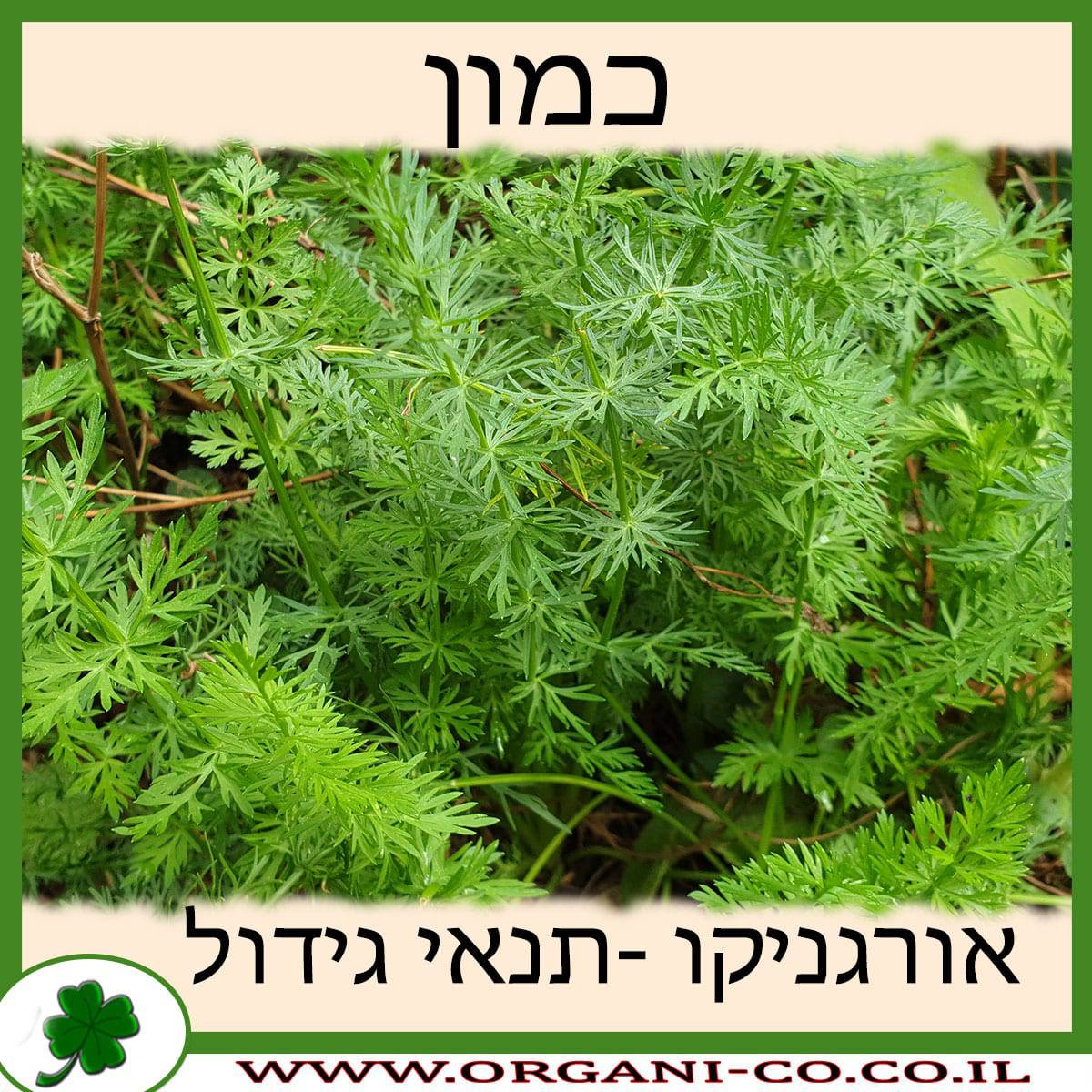 כמון גידול צמח