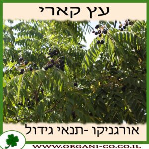 עץ קארי - תנאי גידול