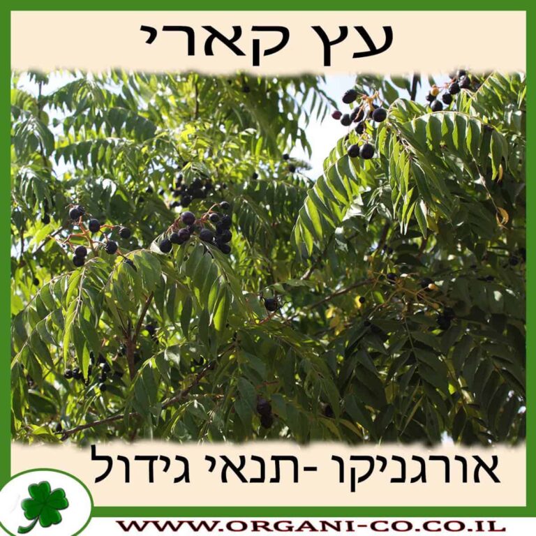 קארי עץ קארי - תנאי גידול